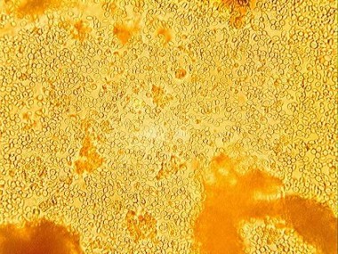 Yeast Oеnoferm C2, 1 kg — BTS Engineering