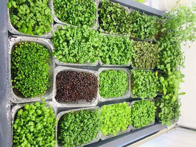 Hydroponic systems