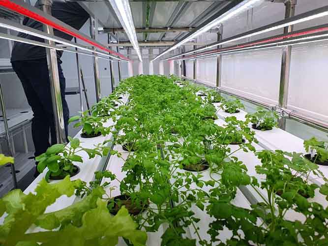 Hydroponics